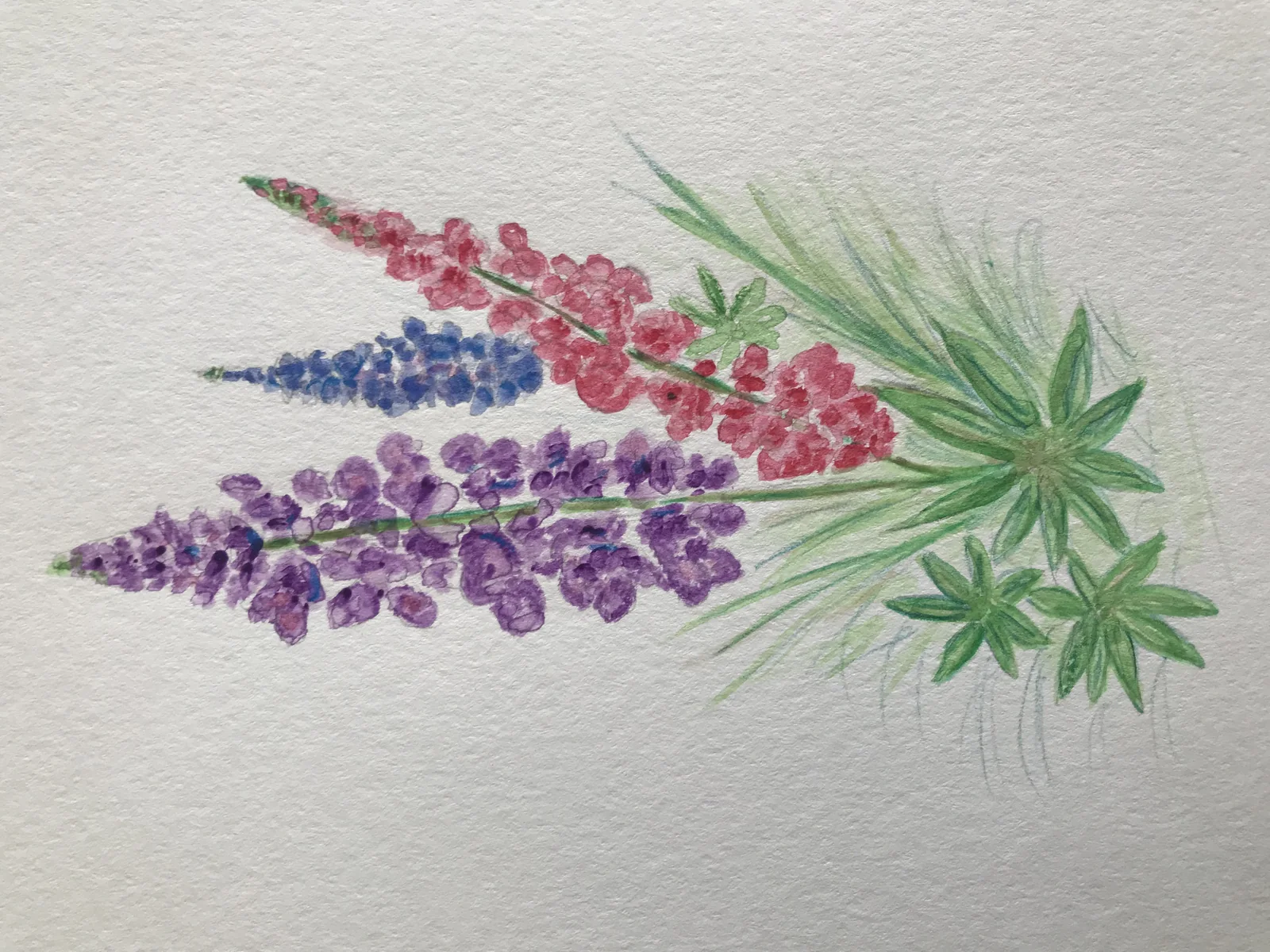Lupin Flower Season