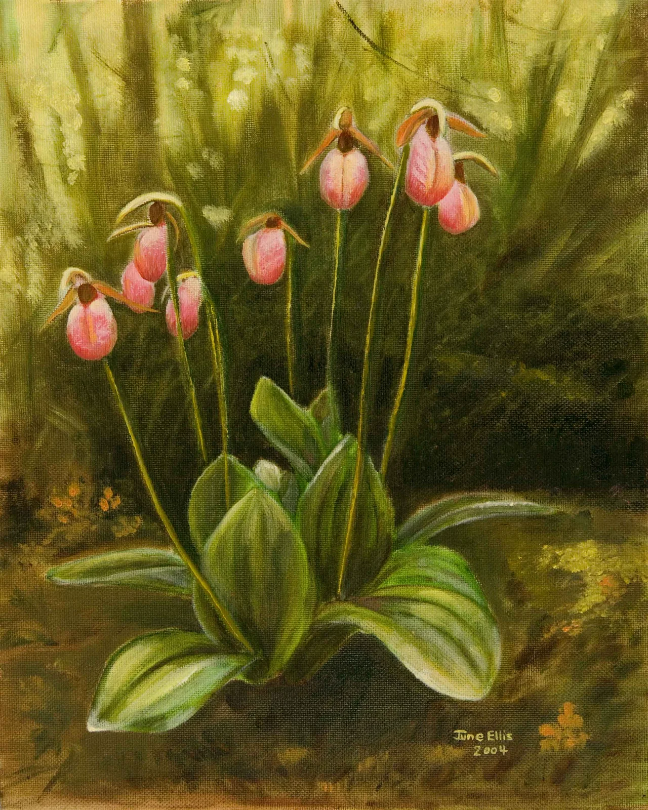 Lady slippers in the woods