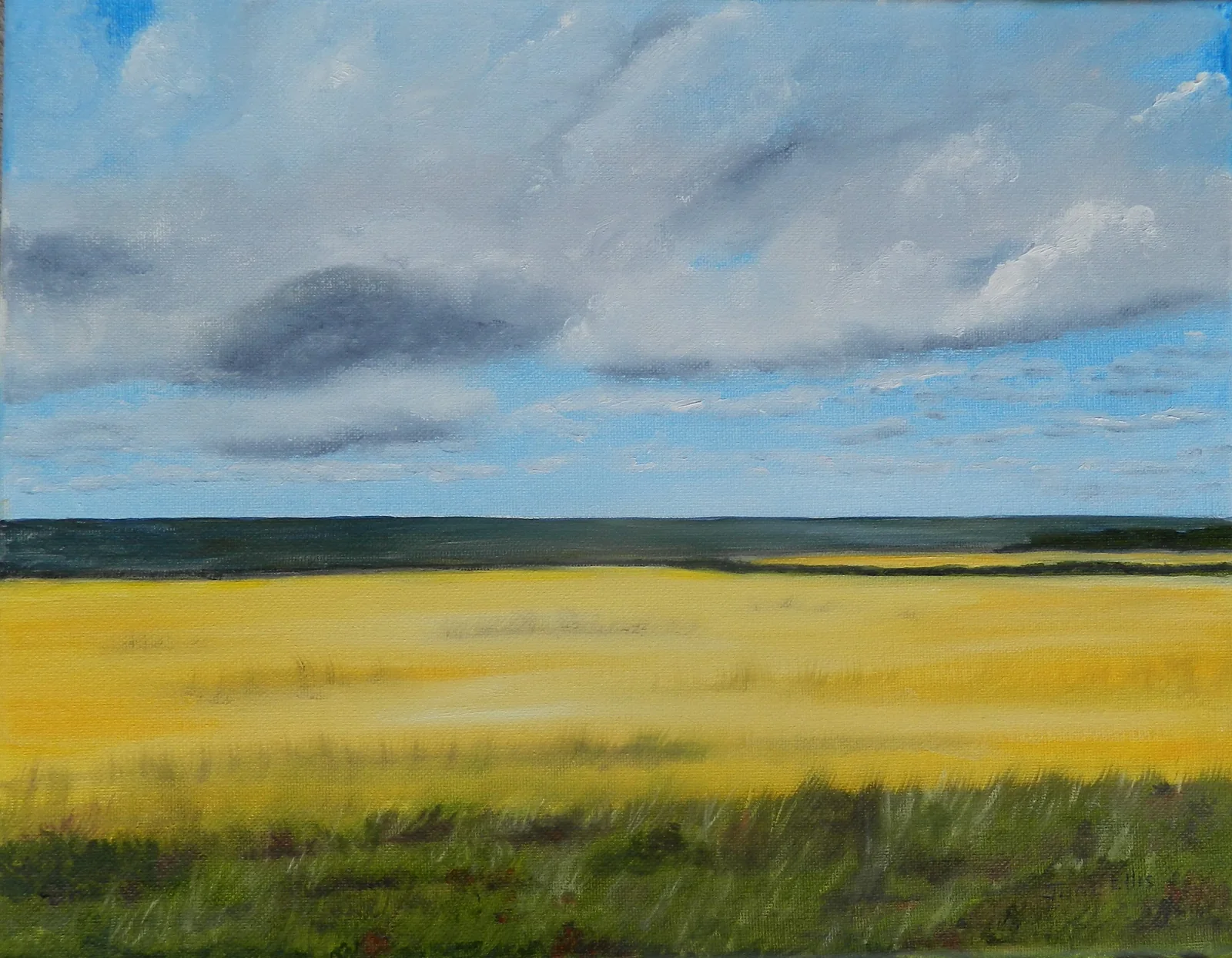 Windswept field of yellow crop
