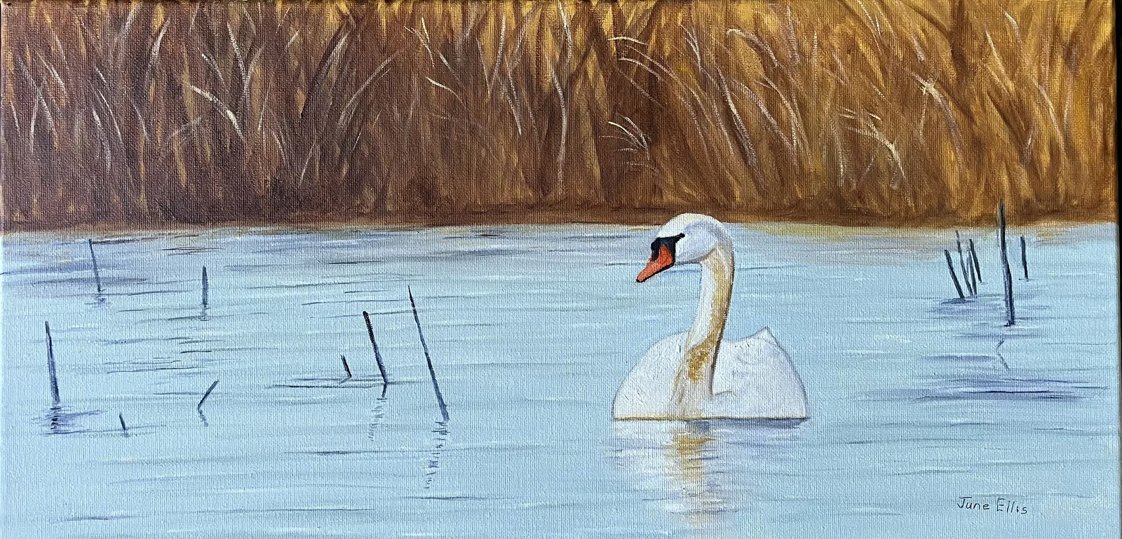 Original oil painting of White Swan swimming in a pond by PEI Artist June Ellis PEI Artist